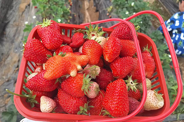 Hari Menyenangkan Mesin Bintang Qingdao di Strawberry Fields